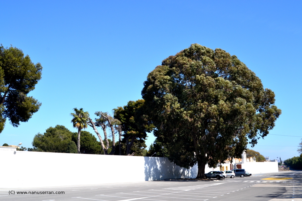 (Torrevieja)_Cementerio Municipal